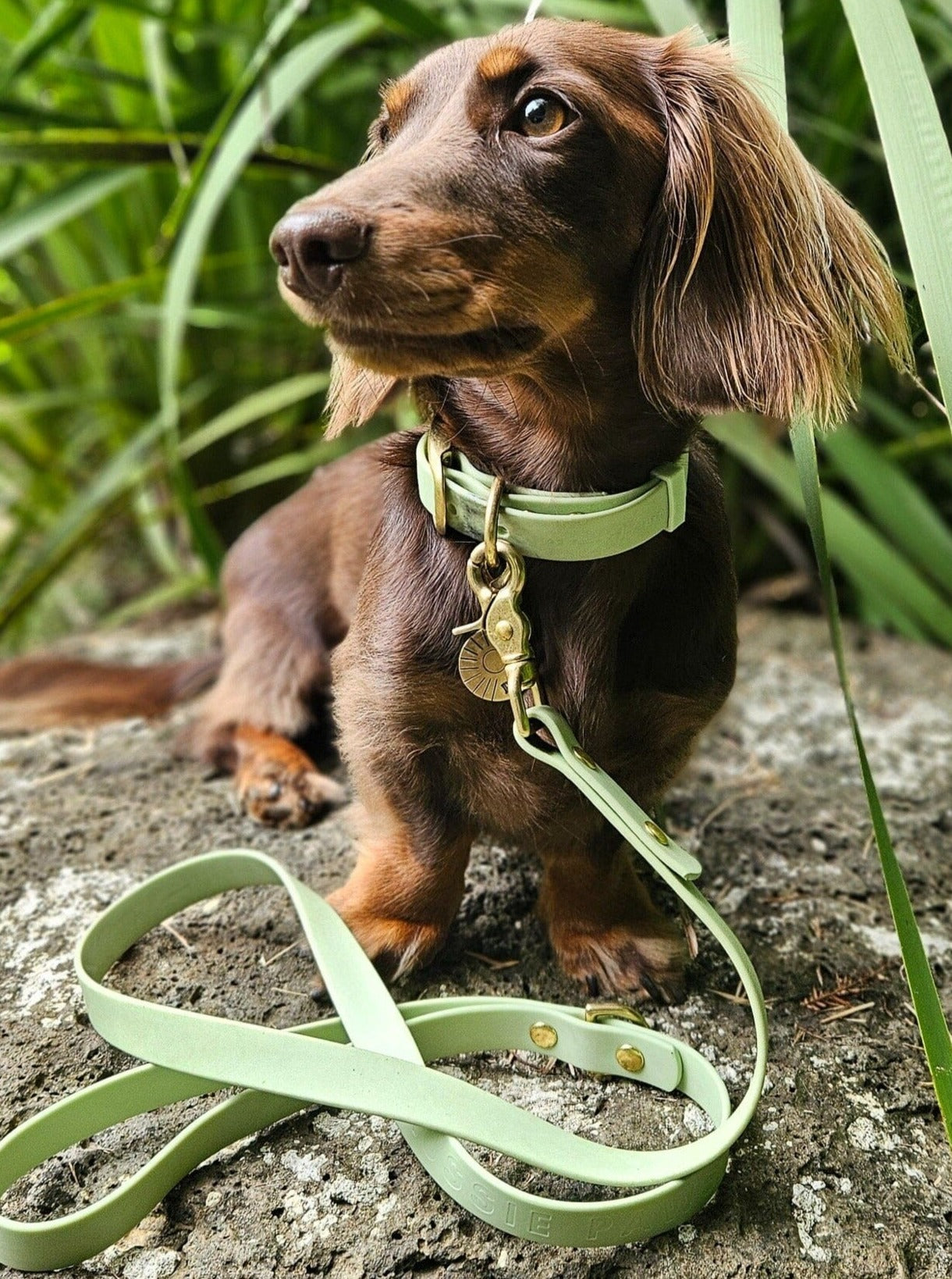 Waterproof Dog Leash | Sage Green dog leash Aussie Paws Co.