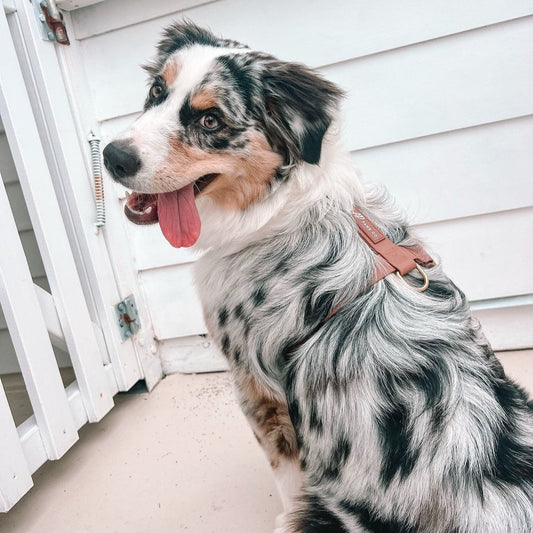 Brown Waterproof Harness