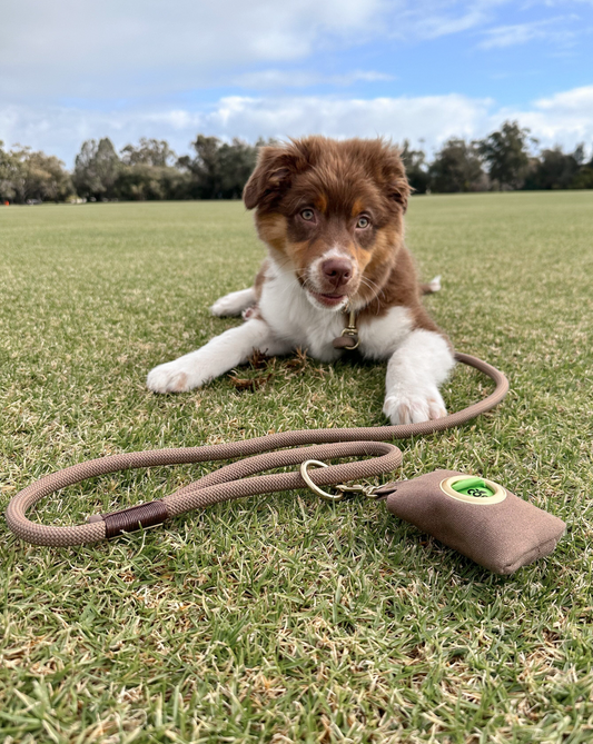 Brown poo bag, rope lead and collar
