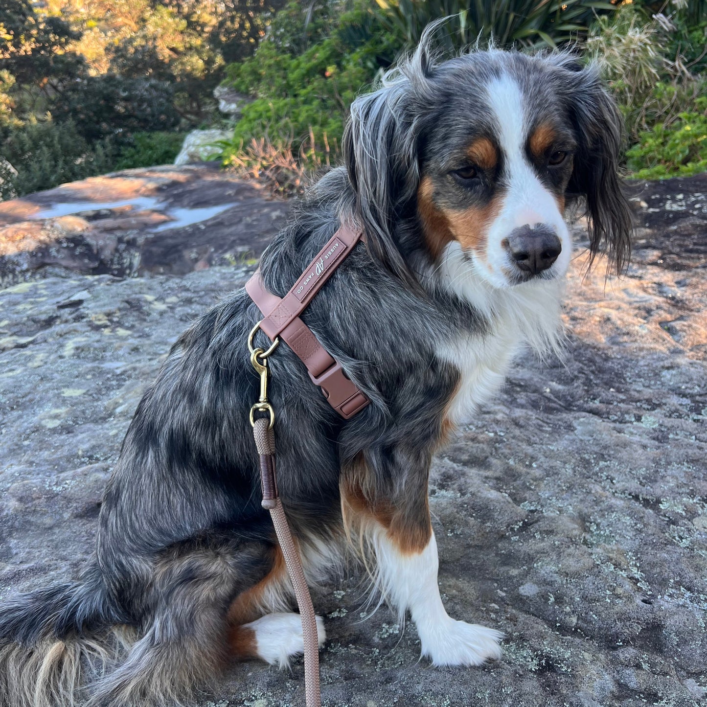 Brown waterproof harness and rope leash