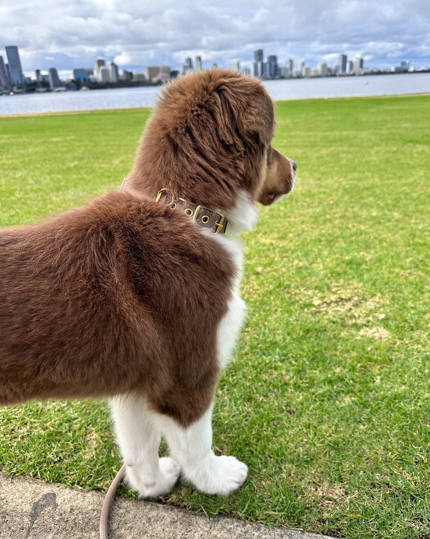 Canvas Dog Collar | Brown Dog collar Aussie Paws Co.