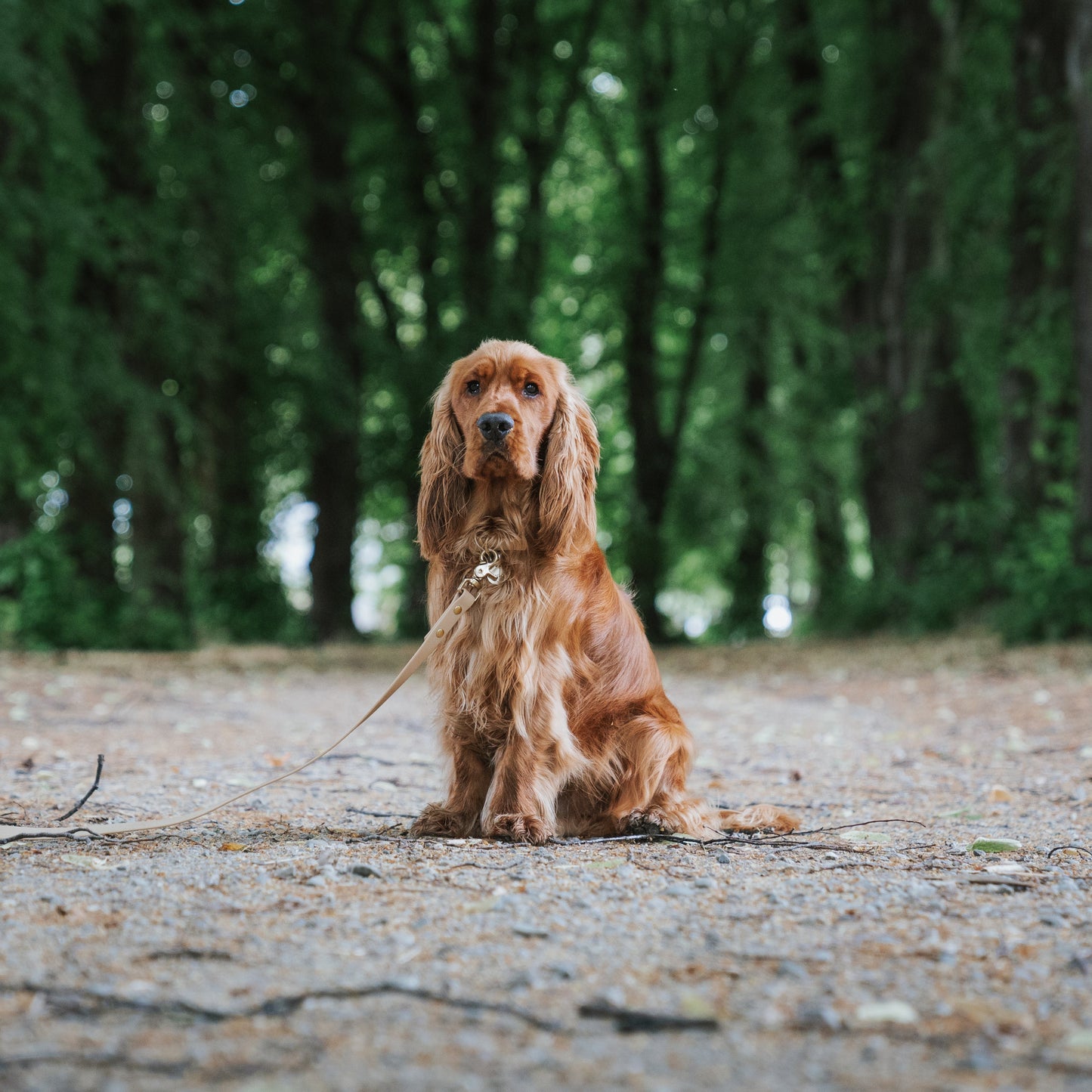 Beige Waterproof Dog collar