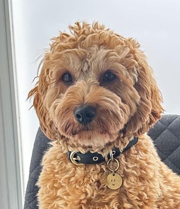 Dog pet tag love heart