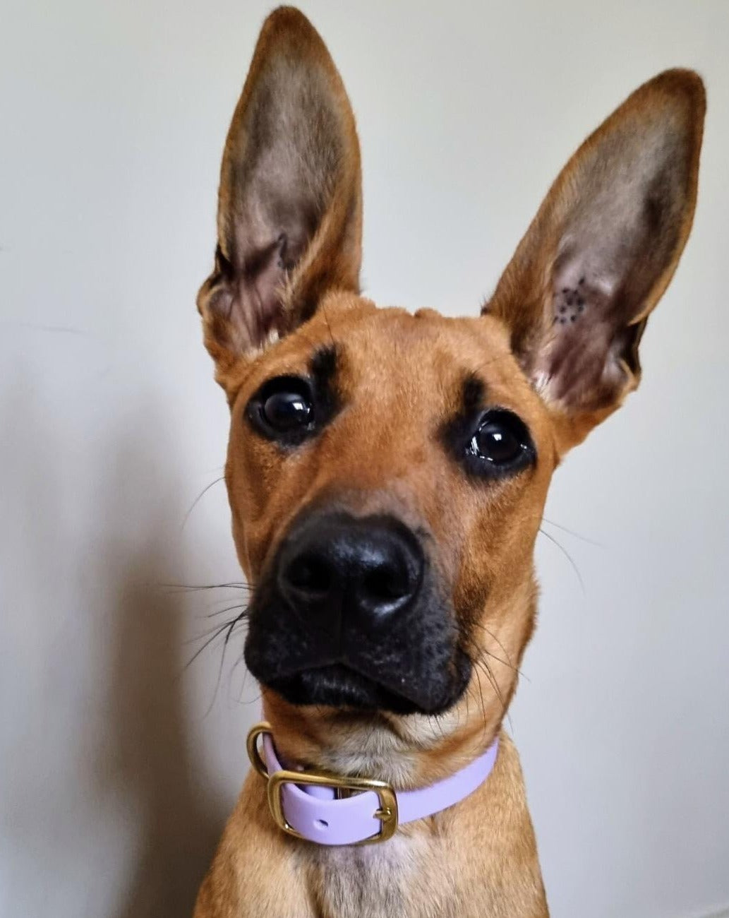 Lilac waterproof dog collar