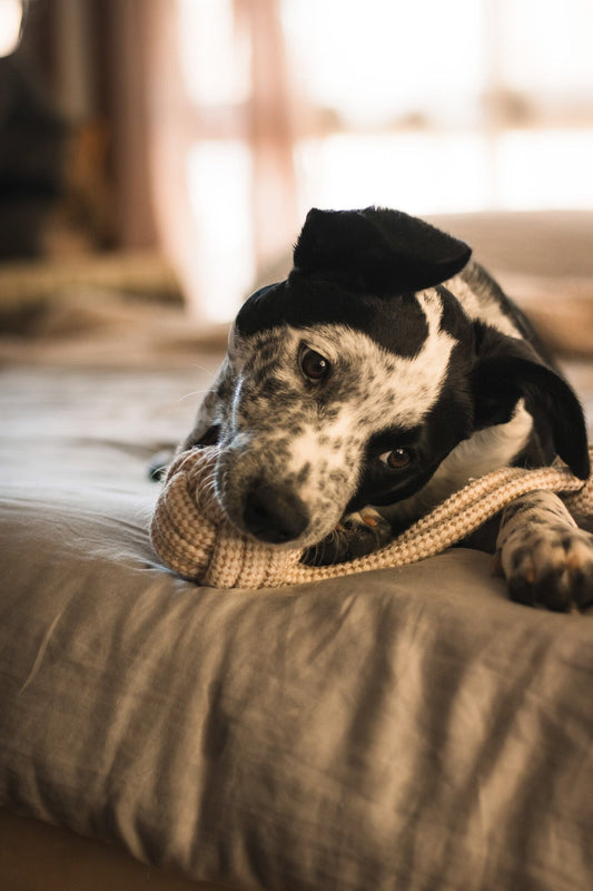 Eco-Friendly Hemp Rope Pull Toy Dog Toy Aussie Paws Co