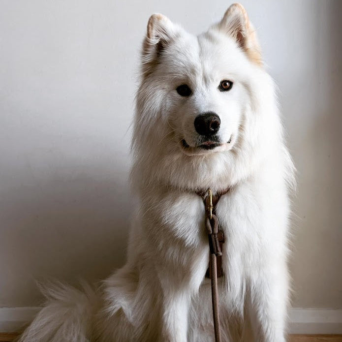 Mocca Brown Rope Leash and harness