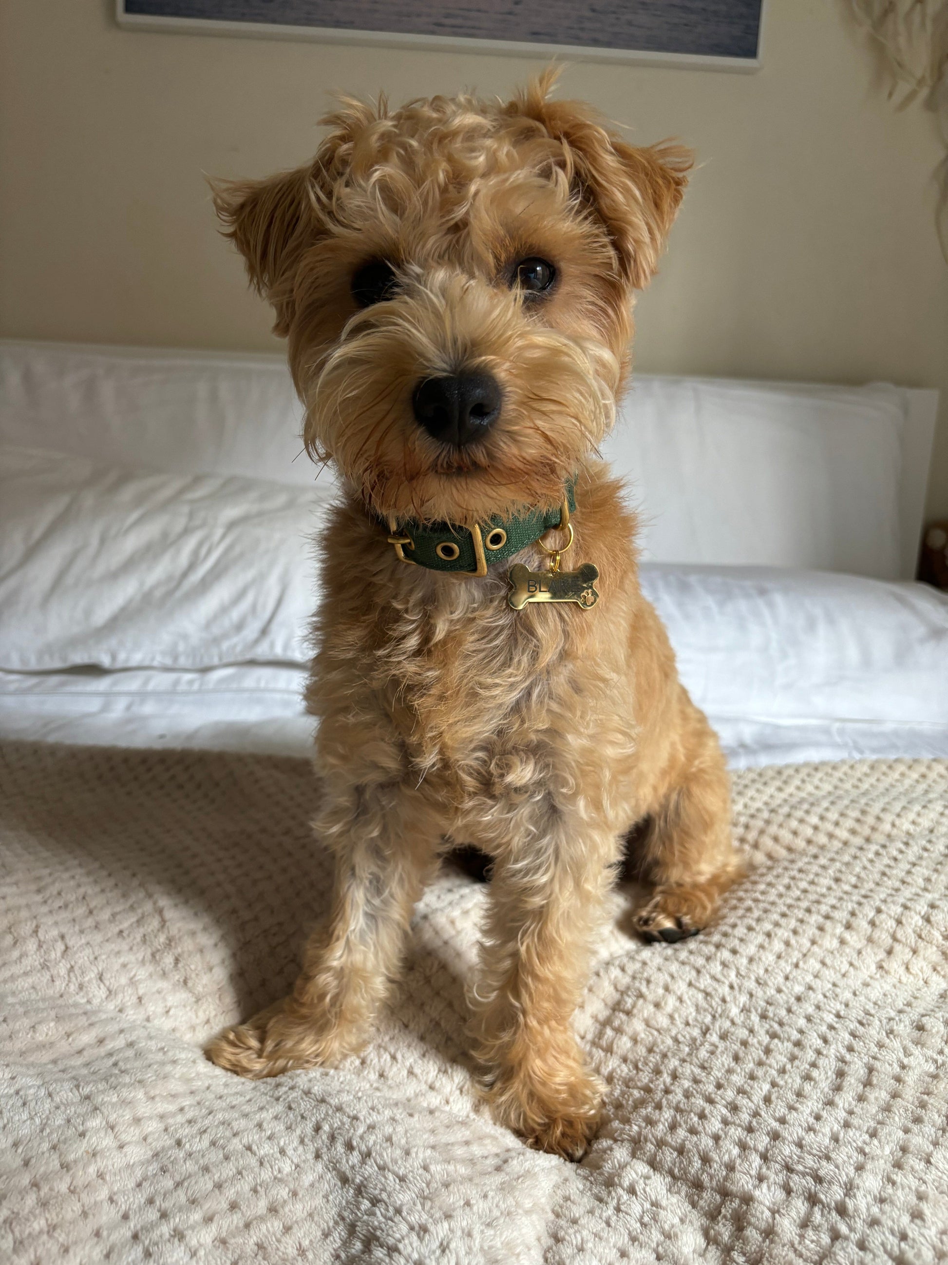 Canvas Dog Collar | Green Dog collar Aussie Paws Co.