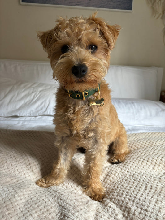 Canvas Dog Collar | Green Dog collar Aussie Paws Co.