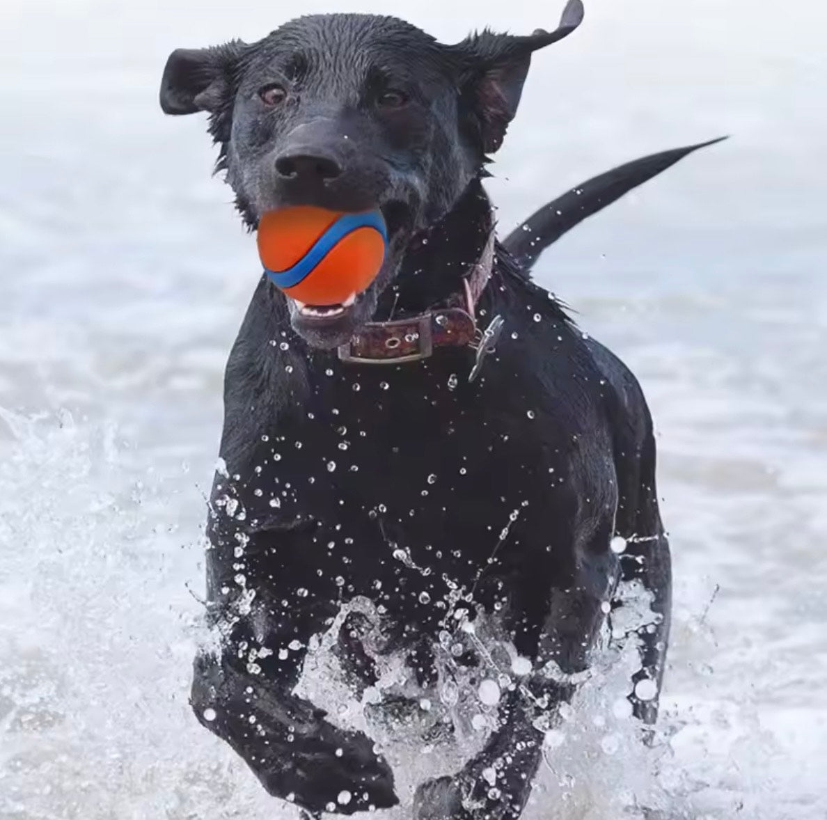 durable dog ball in wate