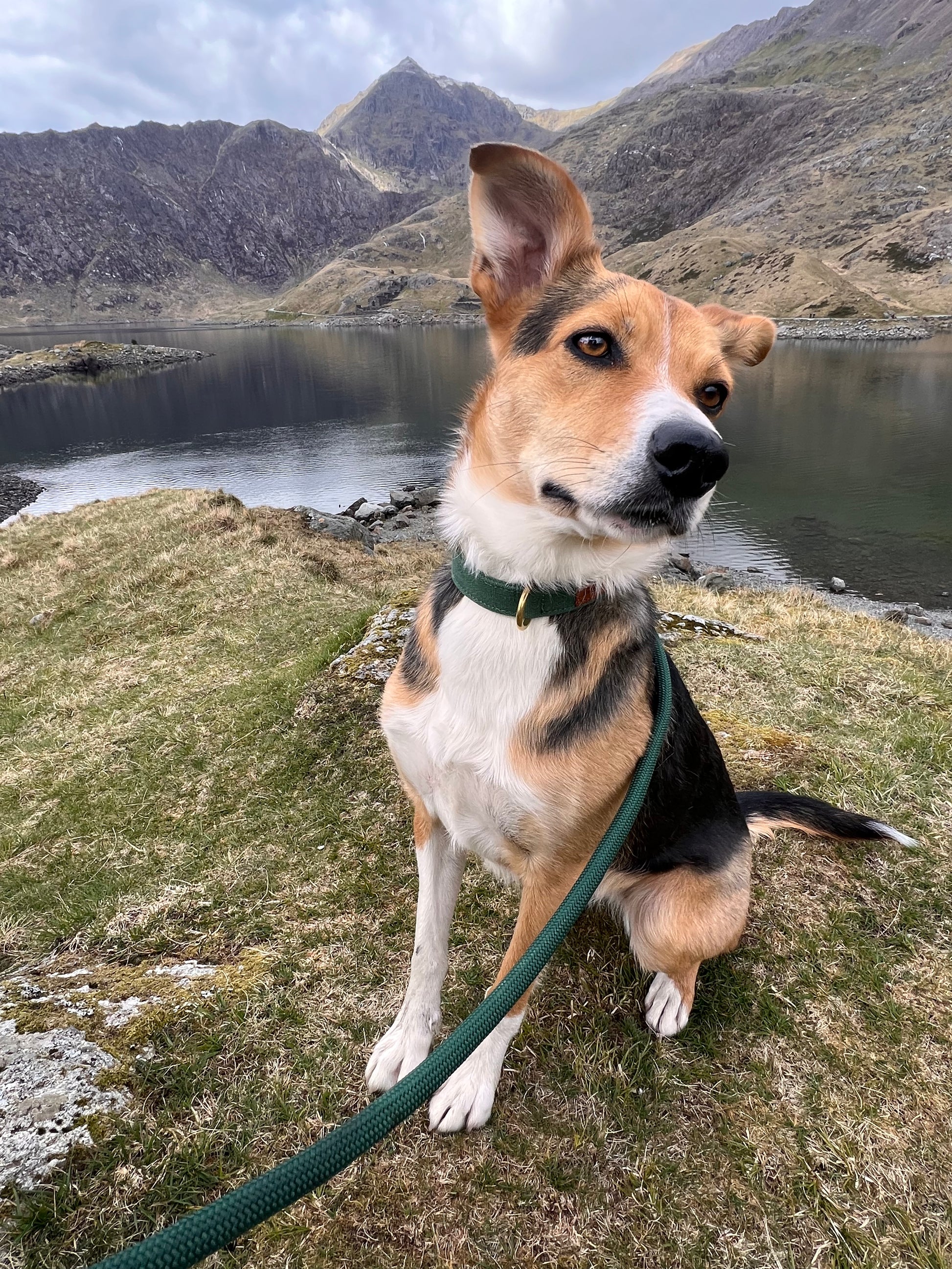 forest green rope dog leash set