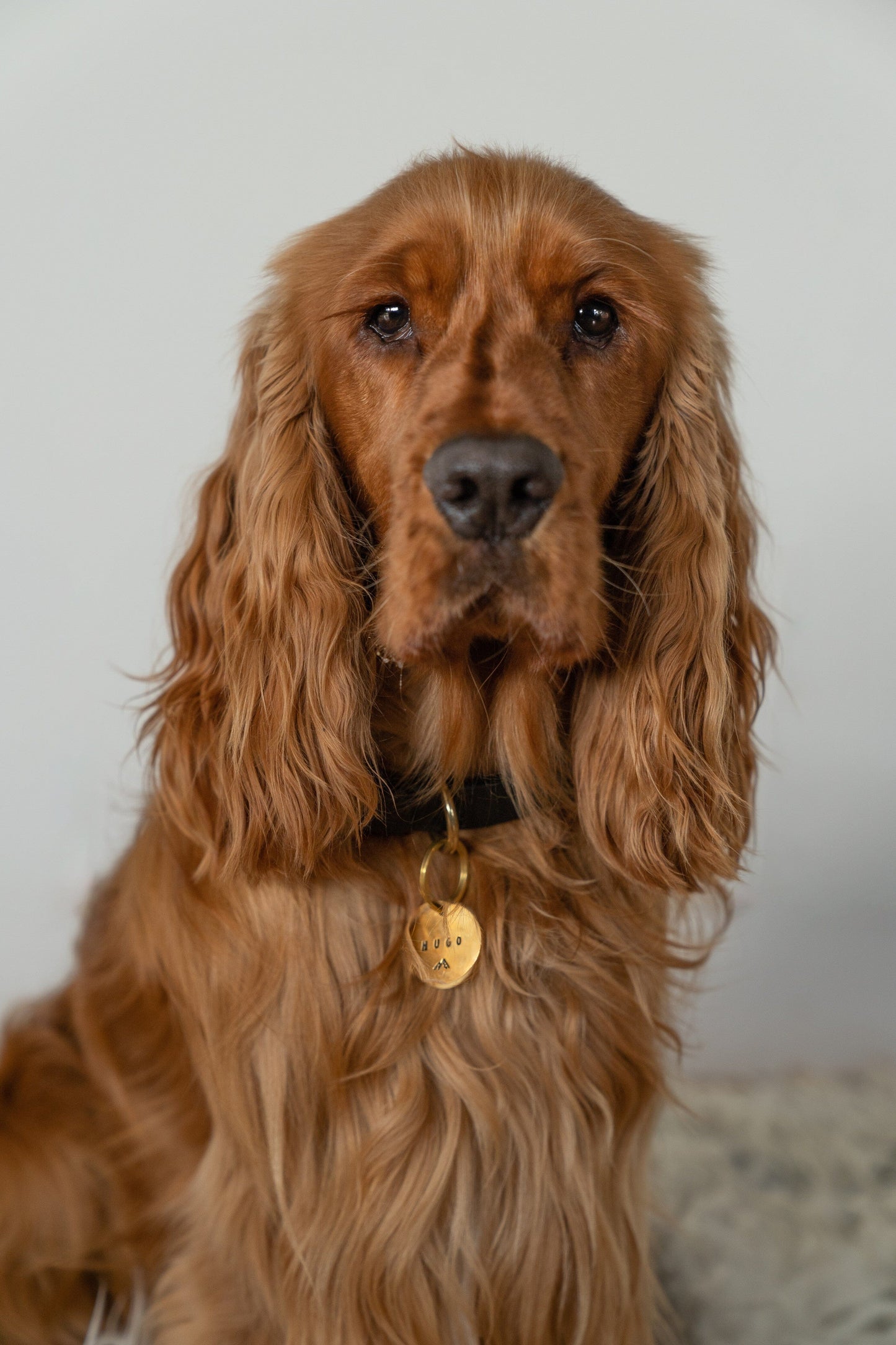 pet ID tag mountain