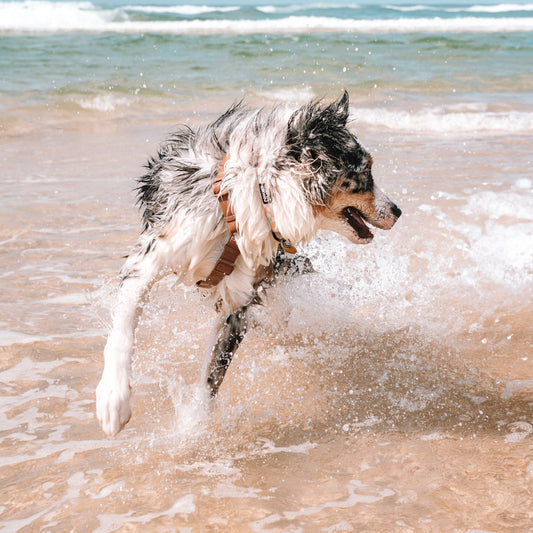 Dog running on a beach with waves in the background