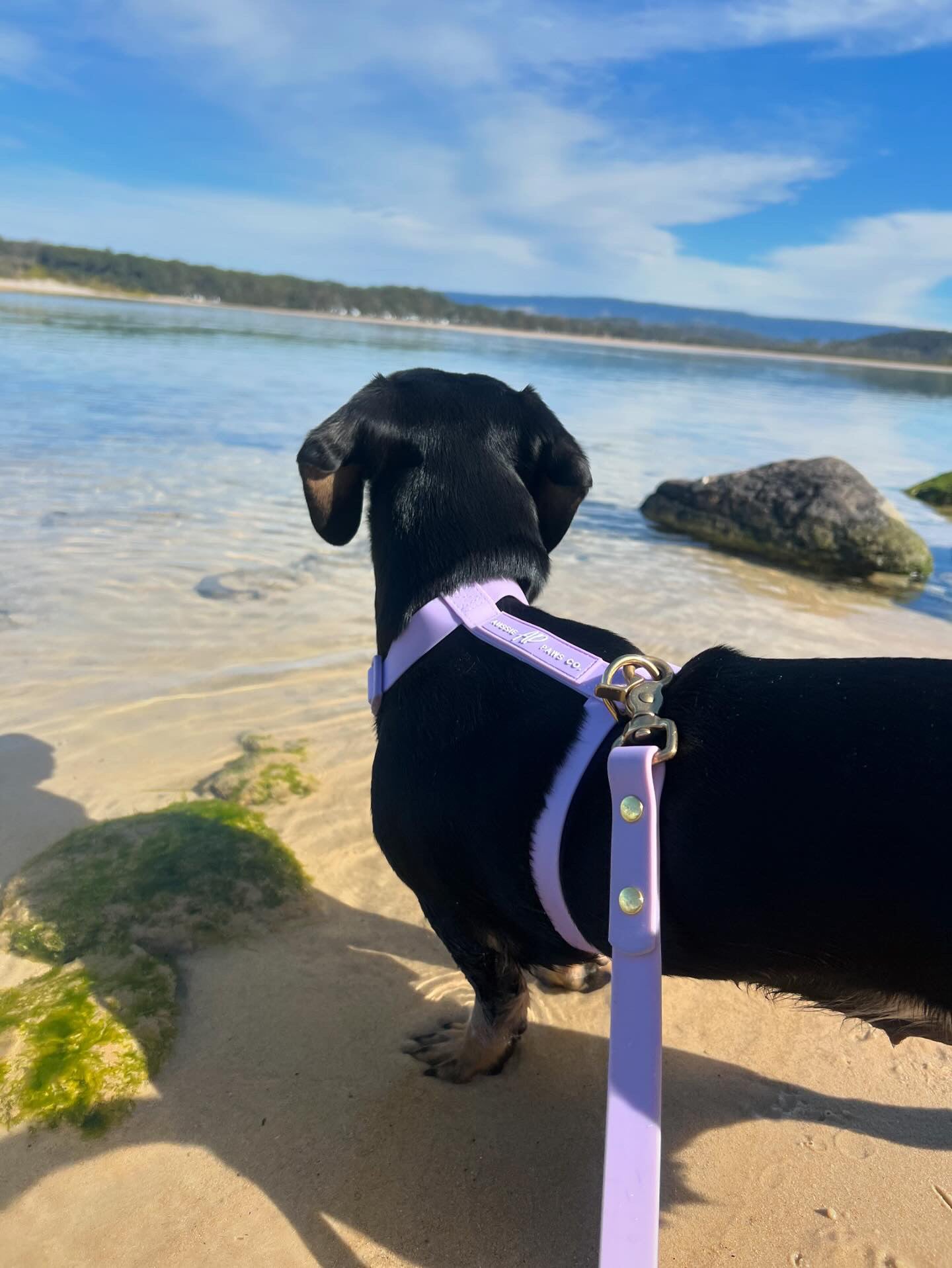 waterproof harness lilac 1