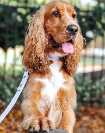 Lilac waterproof dog collar