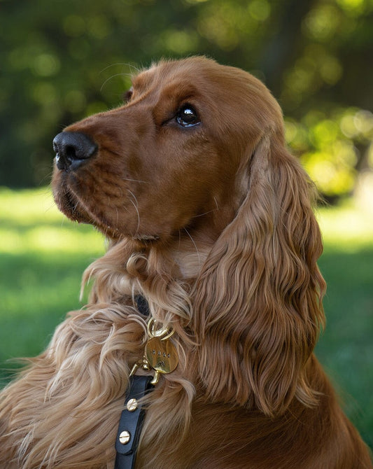black leather dog collar and leather dog leash set