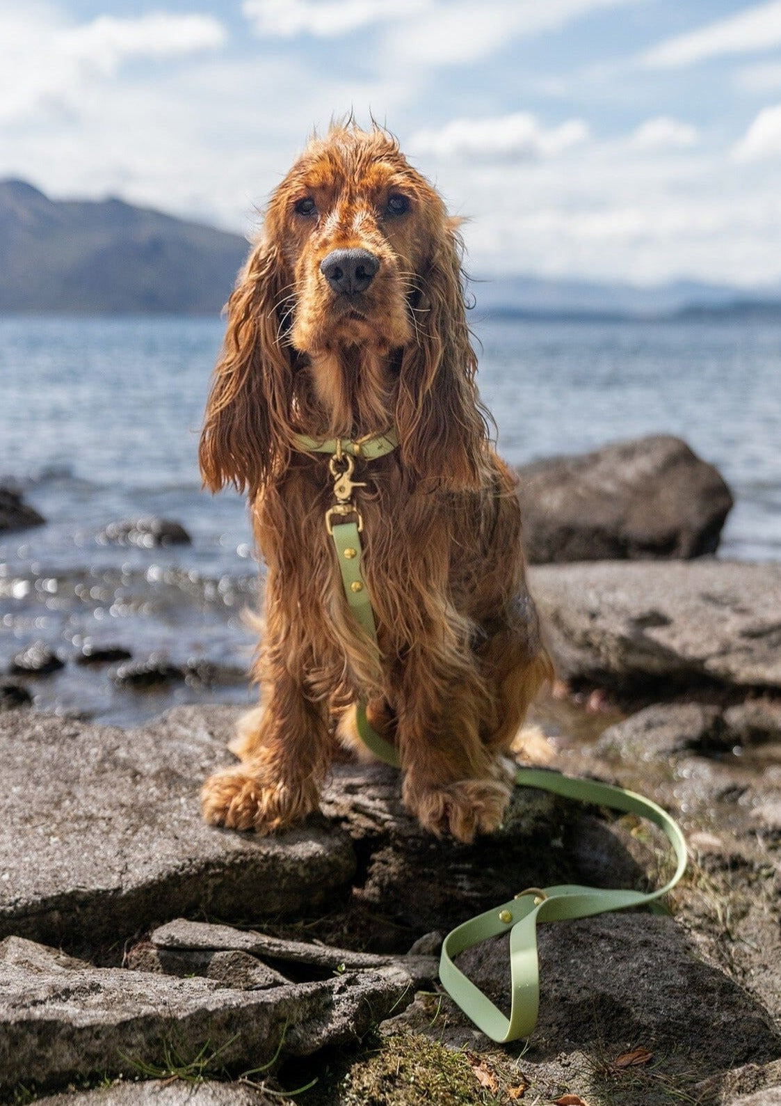 dog wearing green waterproof dog leash set