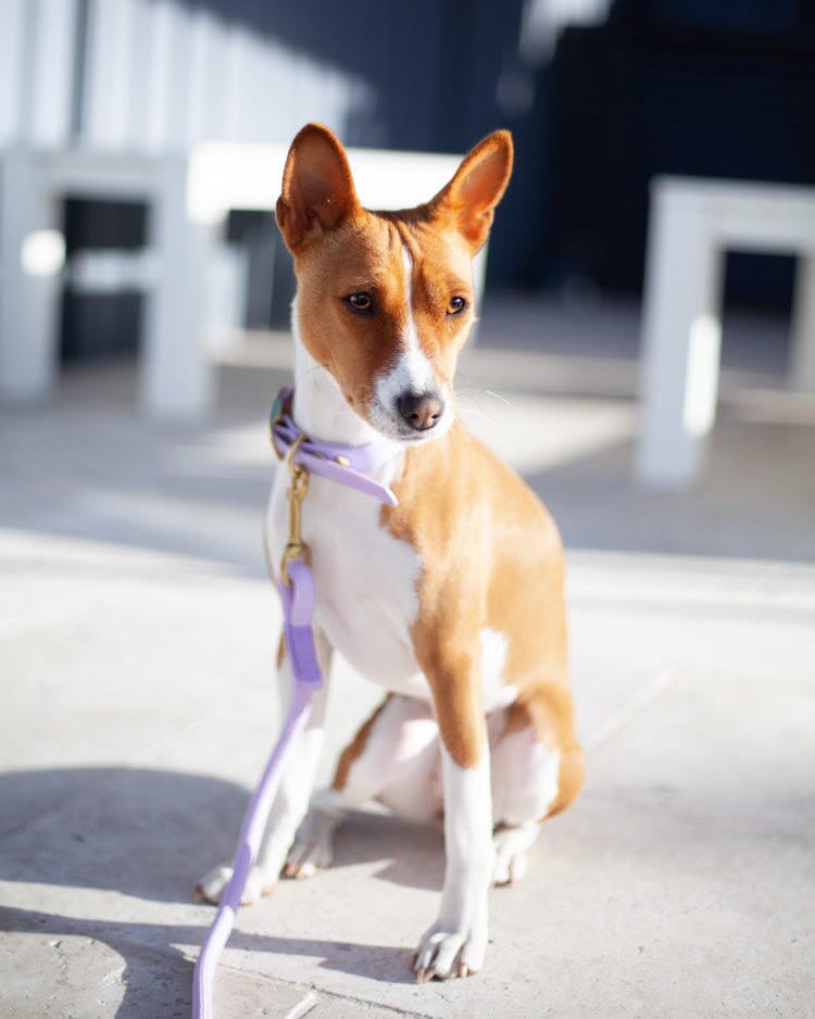 dog wearing lilac rope dog lead