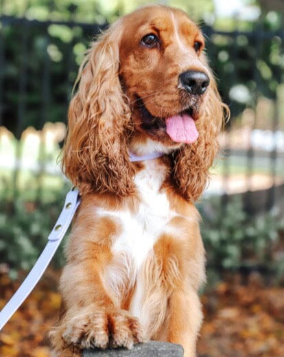 lilac waterproof dog lead