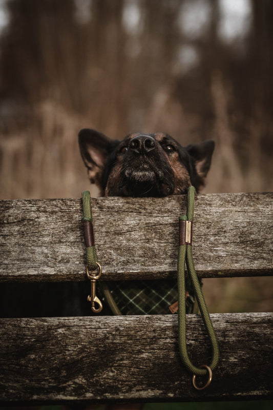 olive green rope dog leash