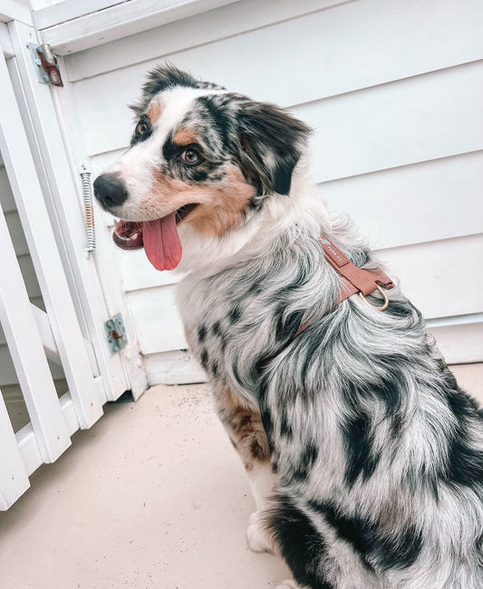Why Waterproof Dog Leashes, Harnesses, and Collars Are Essential for Outdoor Adventures