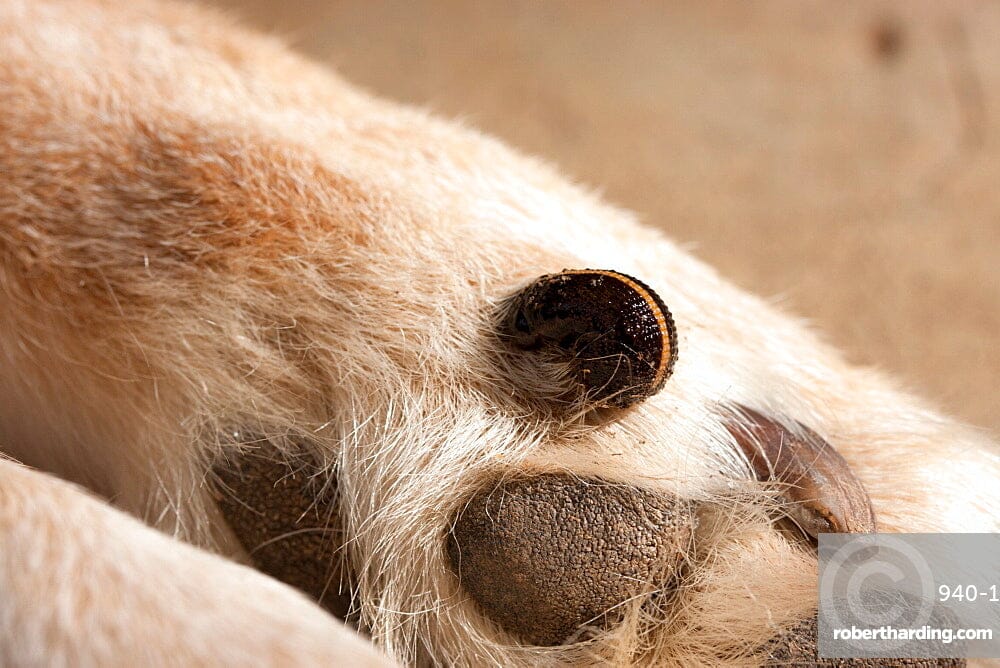 A Guide To Caring For Your Dog Dealing With Leeches Aussie Paws Co a-guide-to-caring-for-your-dog-dealing-with-leeches-aussie-paws-co