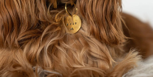 The Lifesaver for Furry Friends: The Importance of Pet ID Tags
