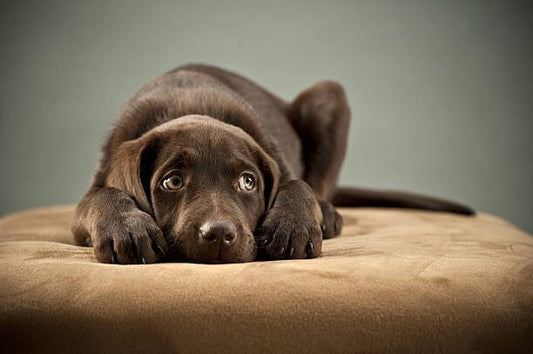 Understanding Separation Anxiety in Dogs: A Comprehensive Guide