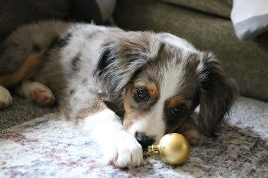 Dog Christmas Gift Guide