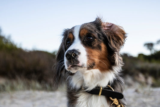 How to measure dog collar