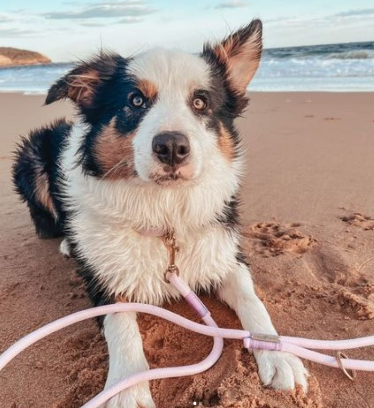 Top Dog-Friendly Swimming Spots in Sydney