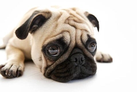 Easing Separation Anxiety in Dogs: Tips for a Happier, Calmer Pup