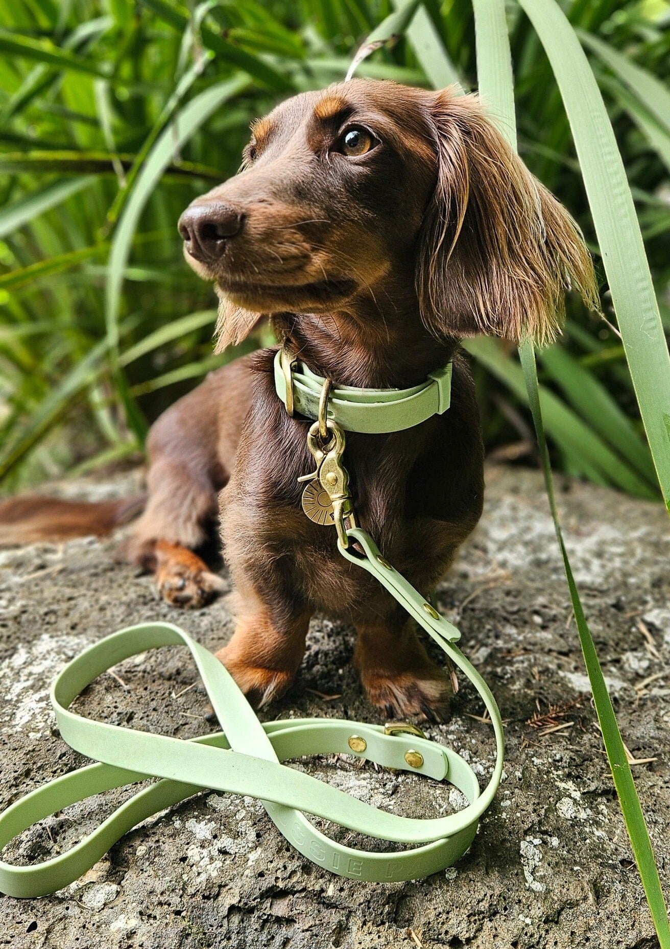 Waterproof Dog Collar | Sage Green Dog collar Aussie Paws Co 