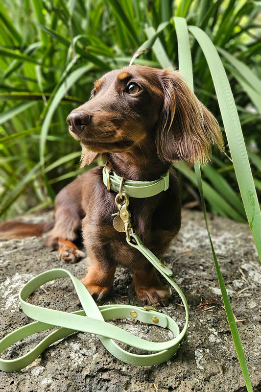 Waterproof Dog Collar | Sage Green Dog collar Aussie Paws Co 