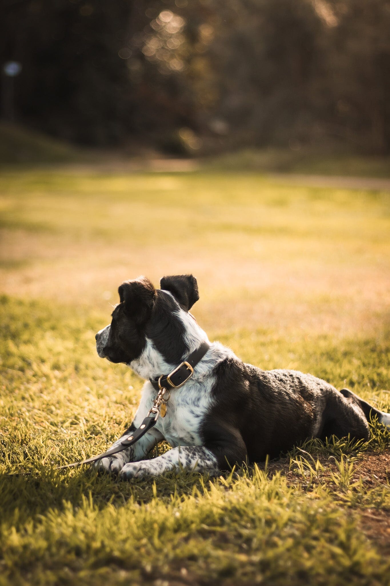 Waterproof Dog Collar | Black dog collar Aussie Paws Co 