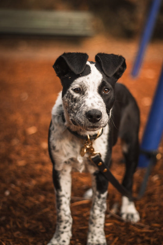 Waterproof Dog Leash | Black dog leash Aussie Paws Co. 