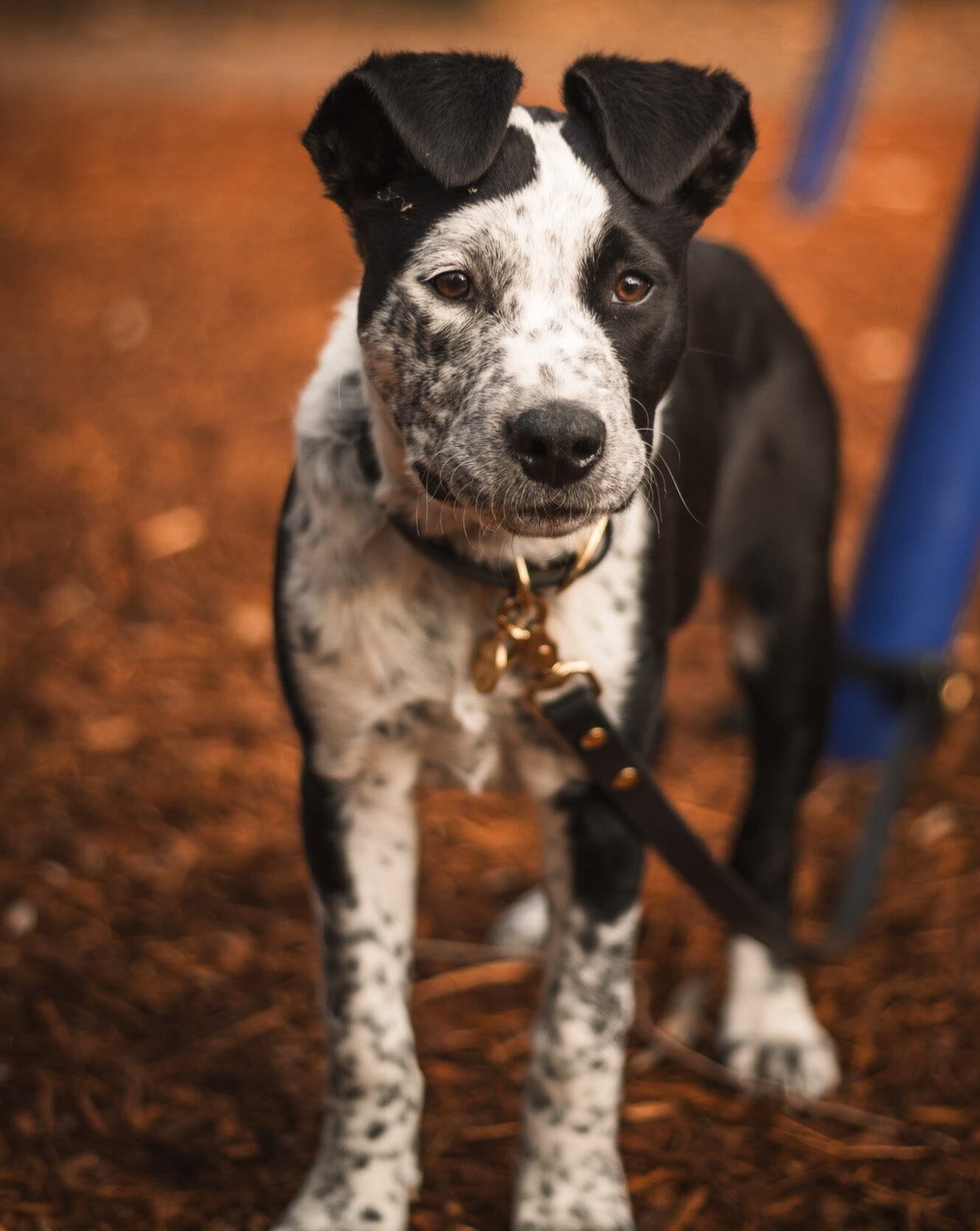 Waterproof Dog Leash | Black dog leash Aussie Paws Co. 