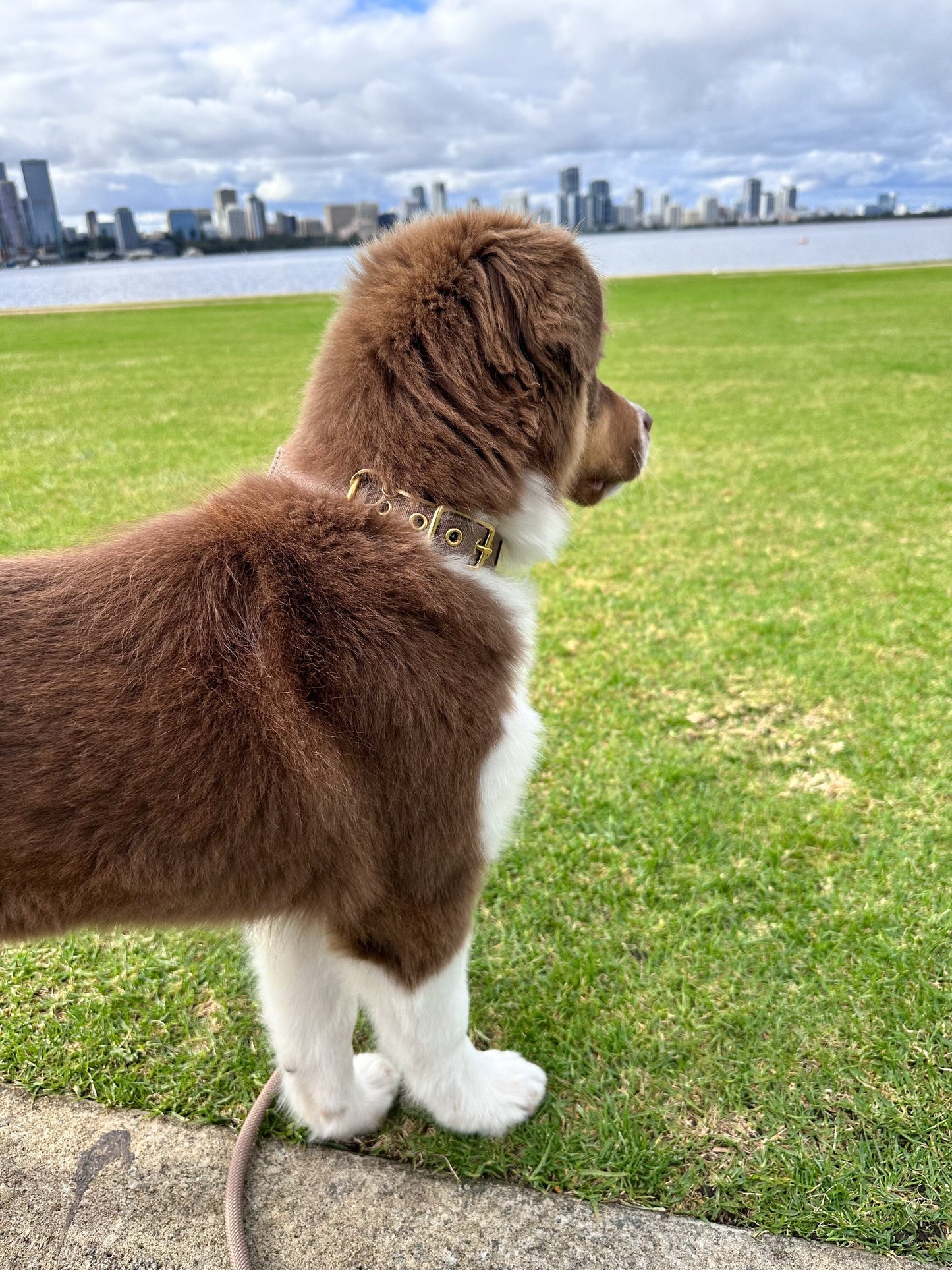 Canvas Dog Collar | Brown Dog collar Aussie Paws Co. 