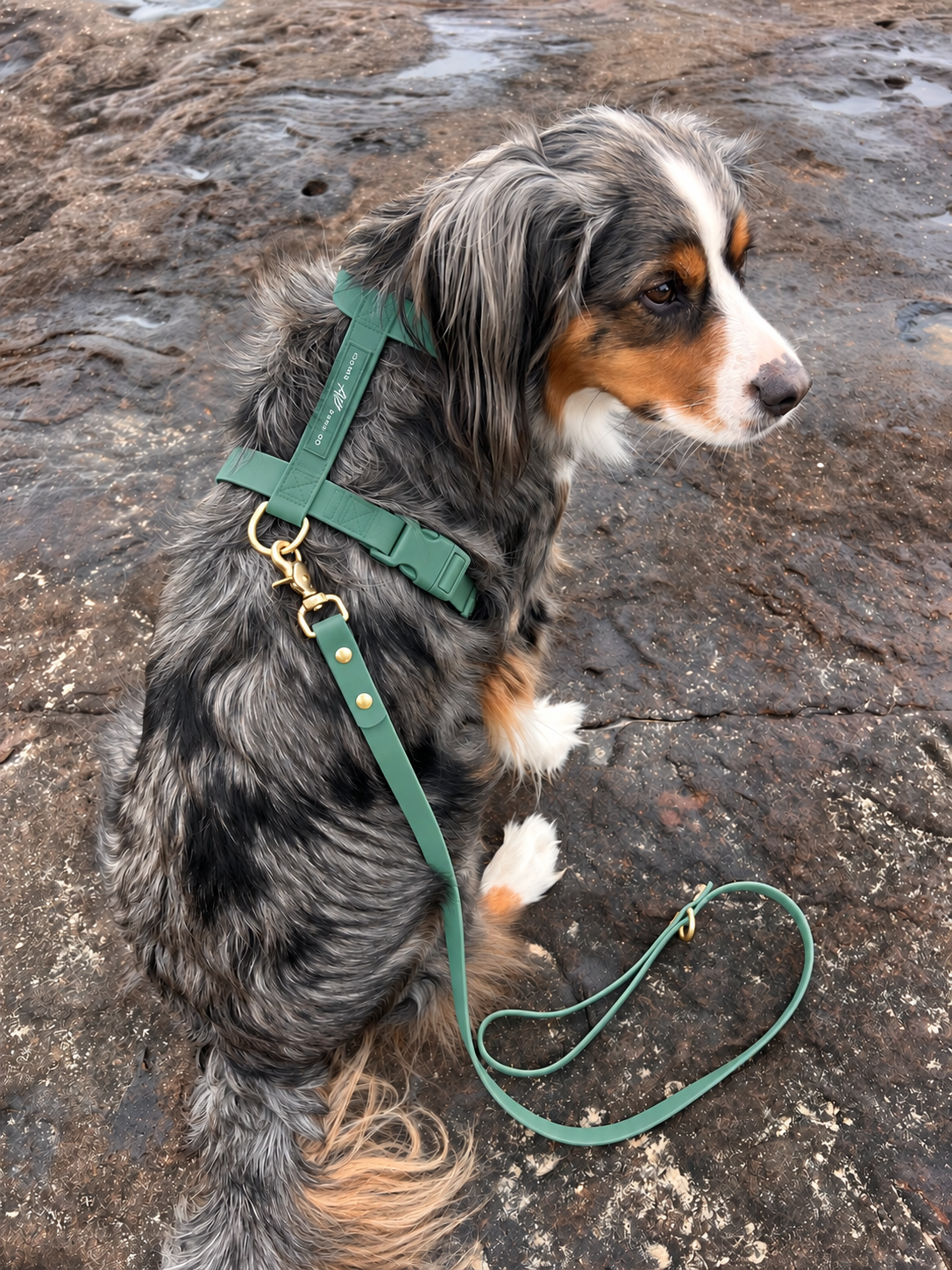 Waterproof Dog Harness | Alpine Green