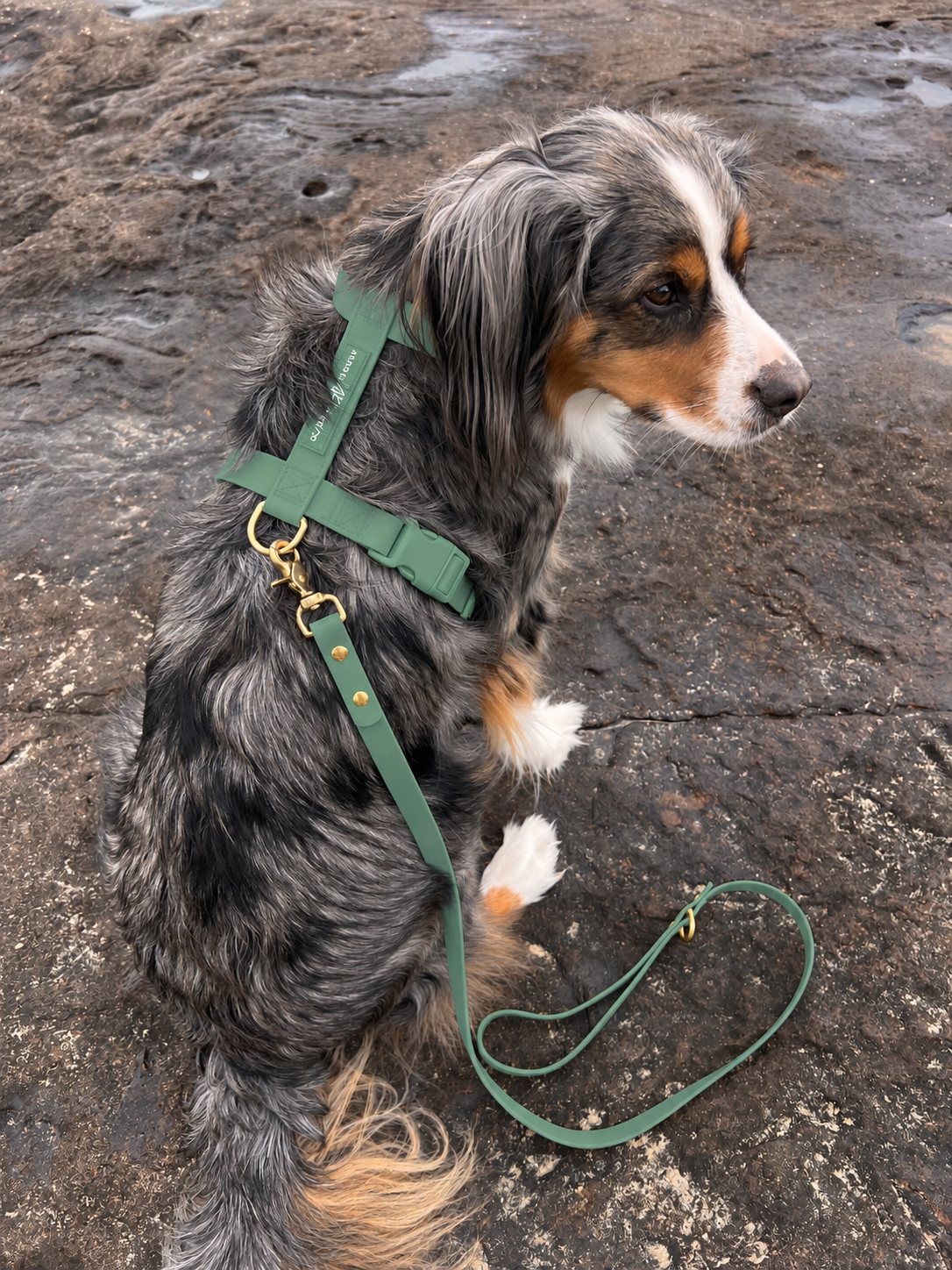 Waterproof Dog Harness | Alpine Green