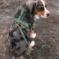 Waterproof Dog Harness | Alpine Green