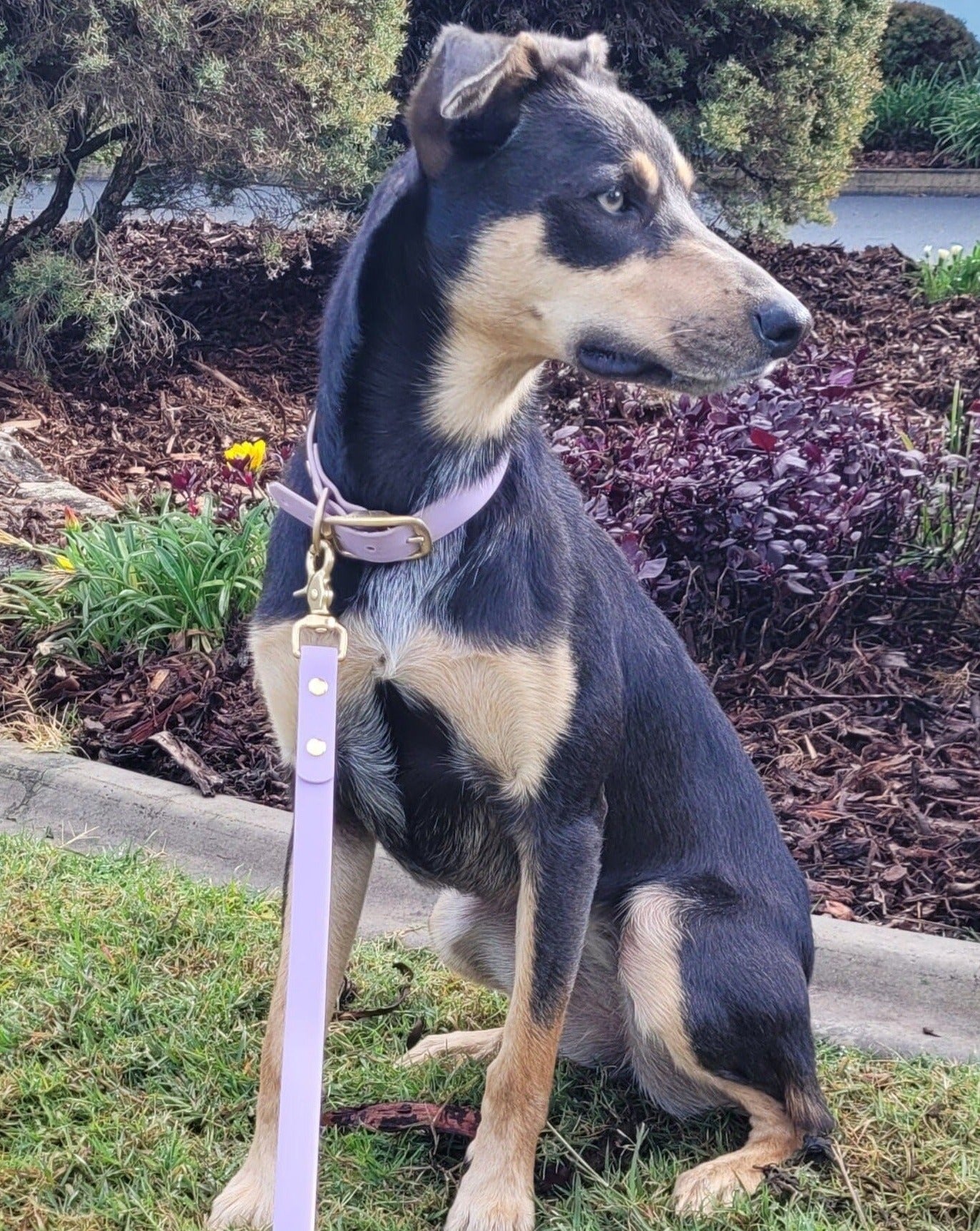 Lilac waterproof dog collar and waterproof dog lead 2