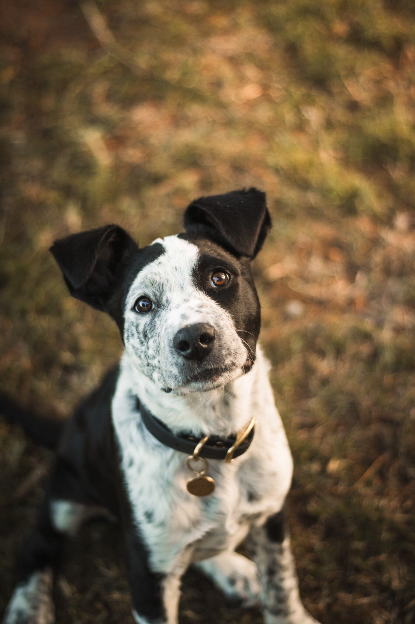 Waterproof Dog Collar | Black dog collar Aussie Paws Co 