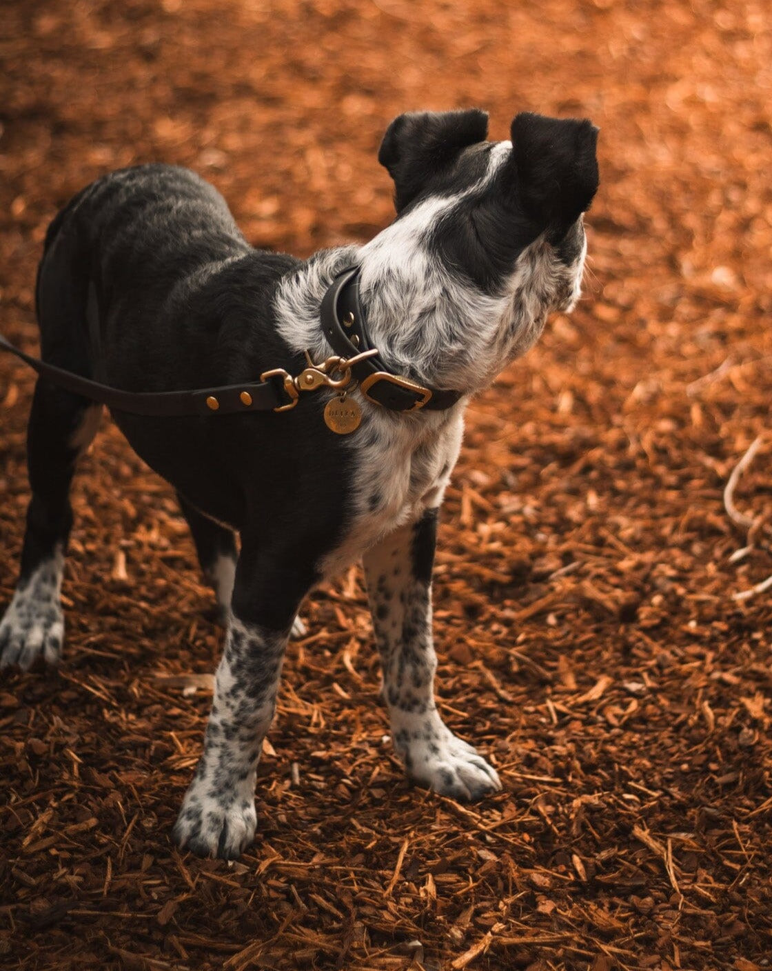 Waterproof Dog Leash | Black dog leash Aussie Paws Co. 