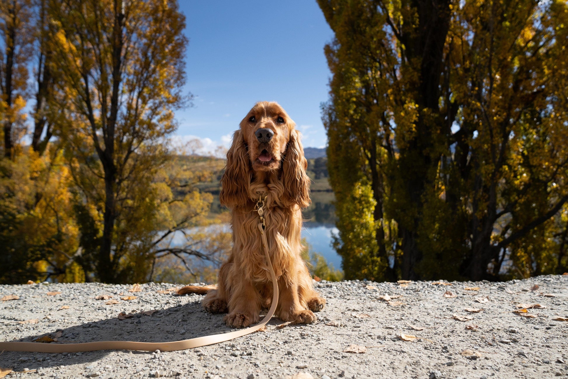 beige waterproof dog collar and waterproof dog leash