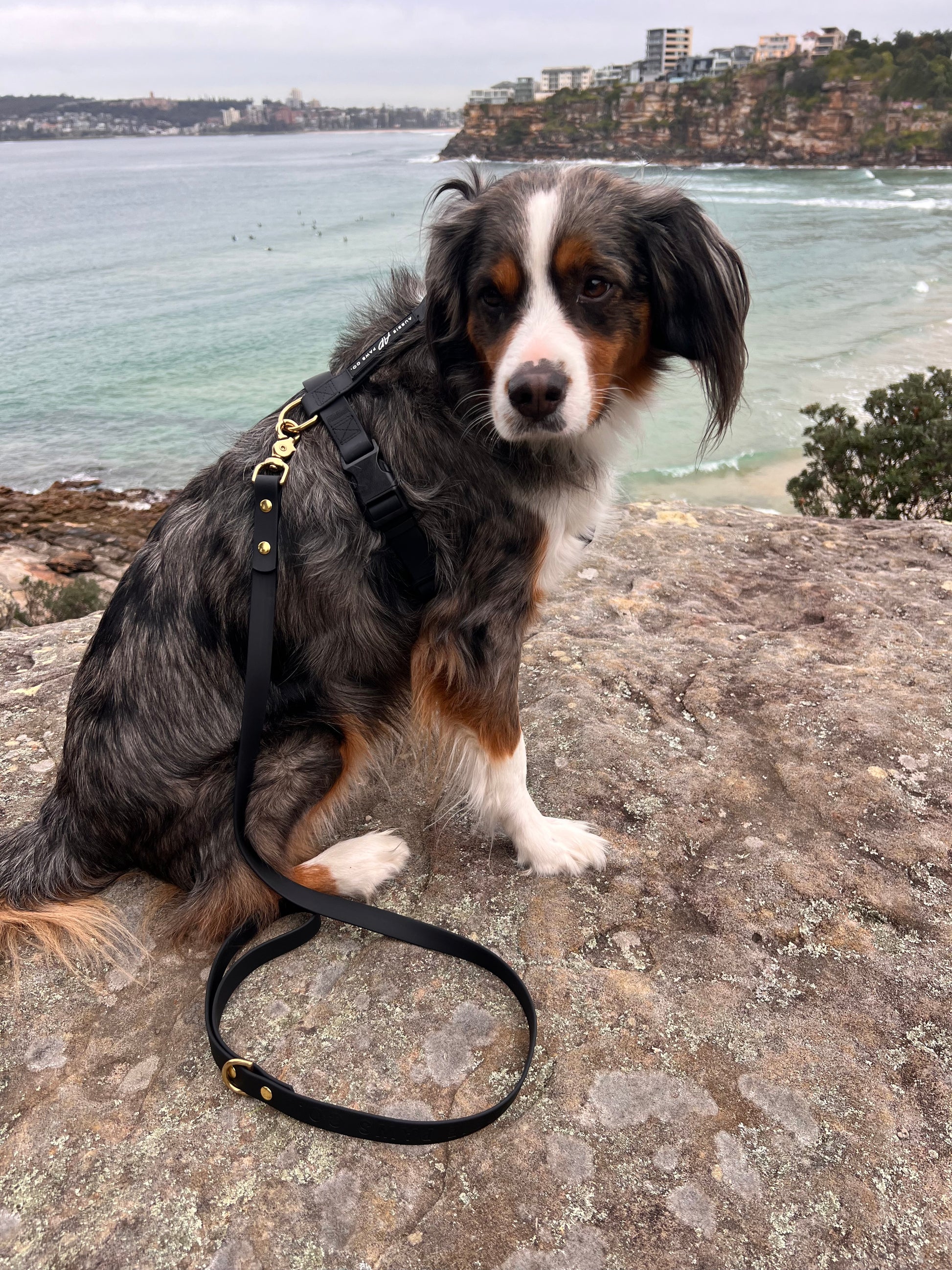 black waterproof dog harness 2