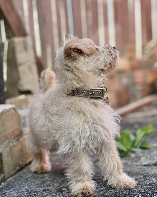 brown canvas dog collar for puppy