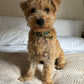 Canvas Dog Collar | Green Dog collar Aussie Paws Co. 