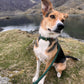 forest green rope dog leash set 