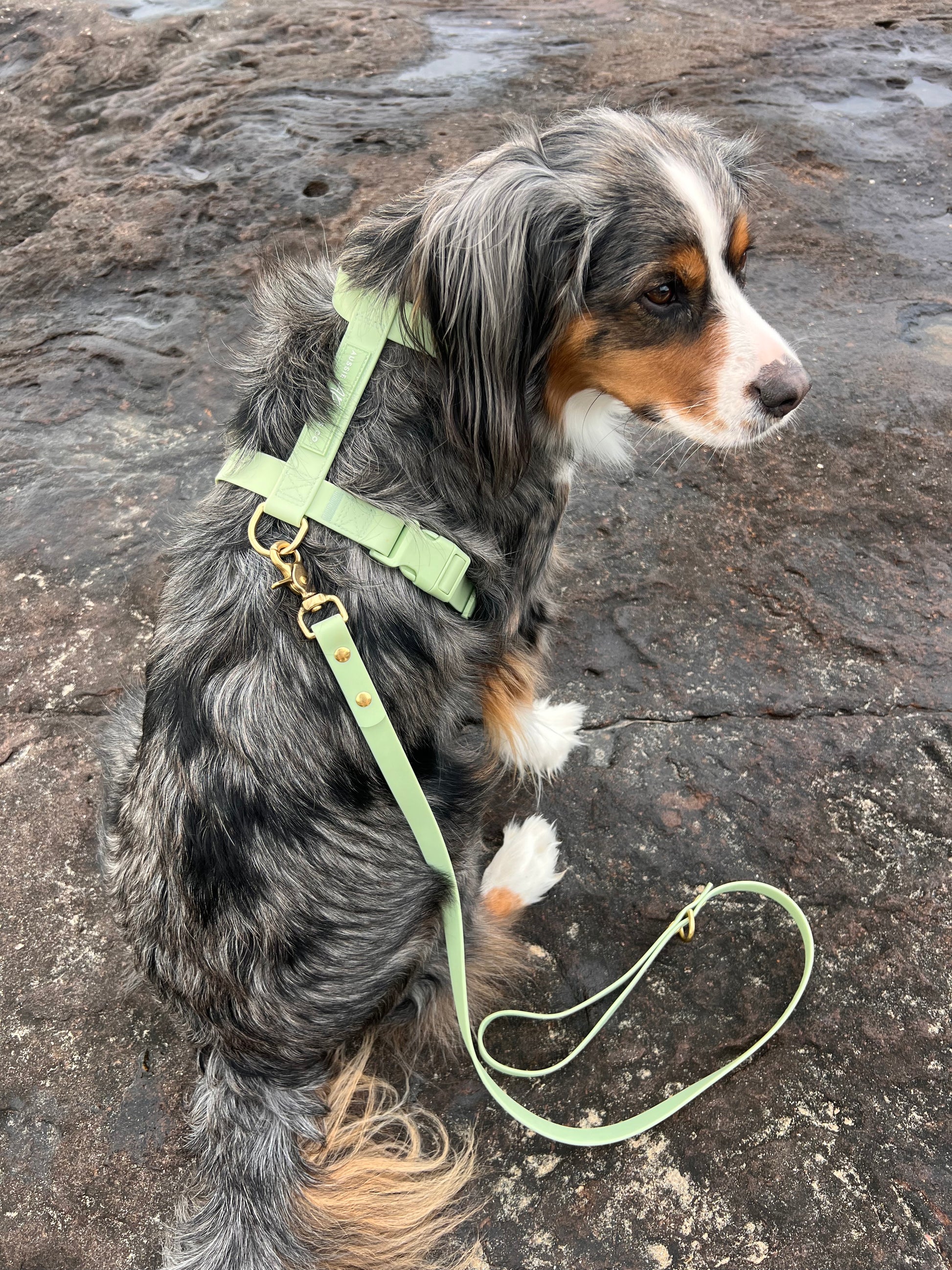 Waterproof Dog Harness Sage Green – Aussie Paws