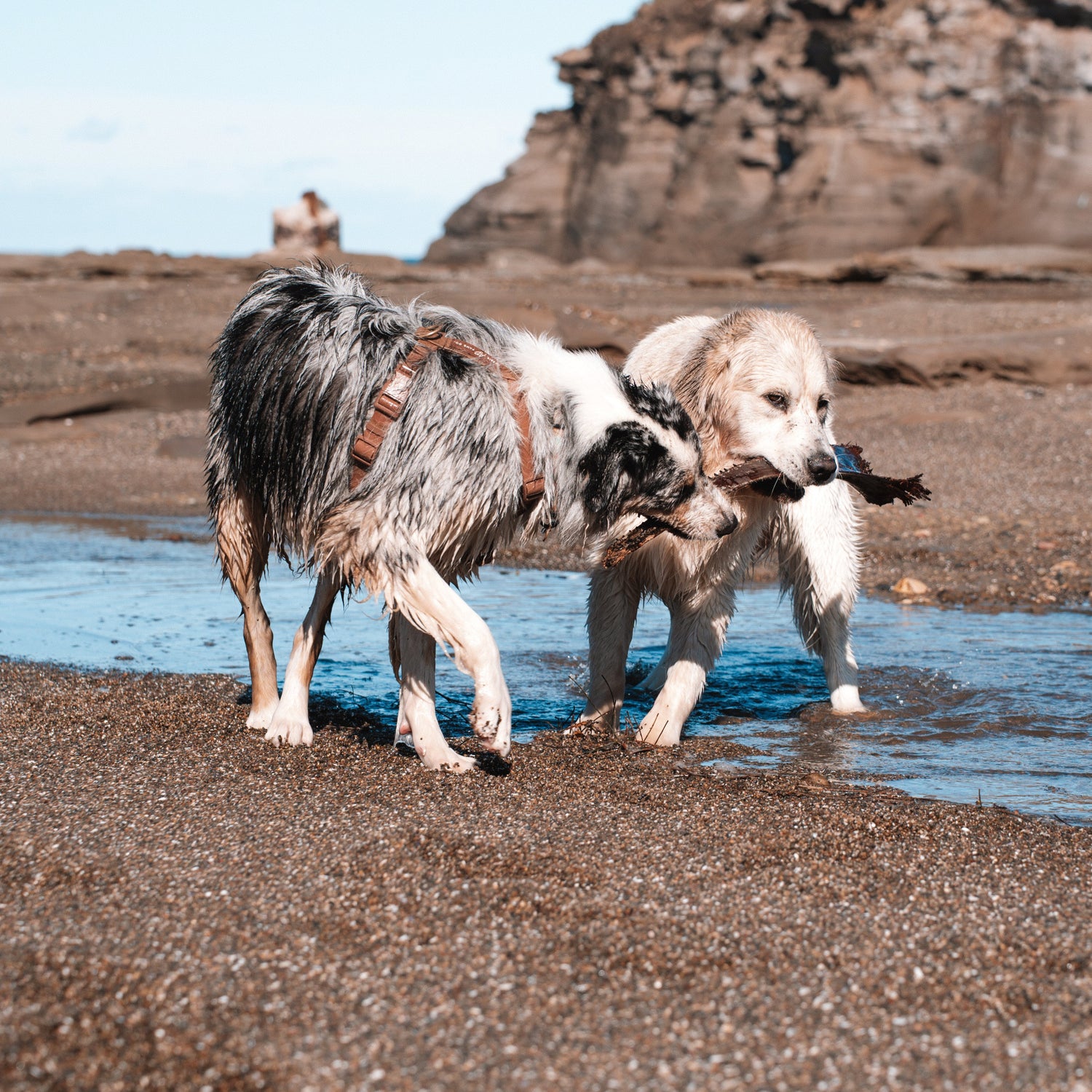 Two dogs playing with a stick on a beach with cliffs in the background